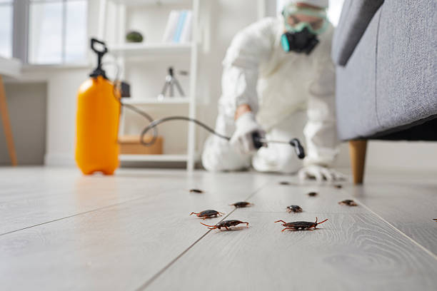 Commercial Rodent Management in Calwa